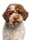 Owners Image