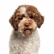 Owners Image