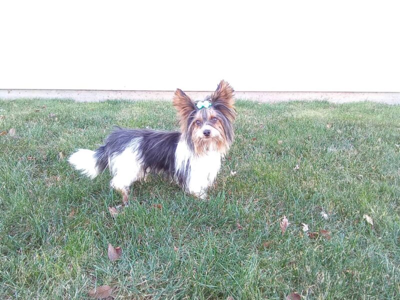 Zhorik, our Biewer Terrier sire at Hickory Lane Puppy in Indiana.