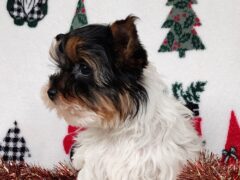 Photo4 for Kipper