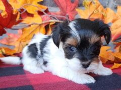 Photo3 for Kipper