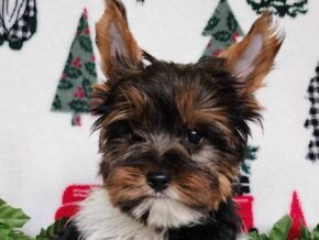 Kurry at Hickory Lane Puppy