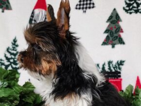 Kurry at Hickory Lane Puppy