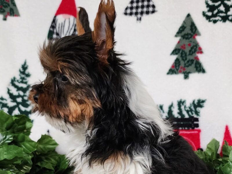 Kurry, a Biewer Terriers puppy at Hickory Lane Puppy in Indiana.