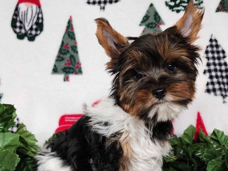 Kurry, a Biewer Terriers puppy at Hickory Lane Puppy in Indiana.