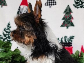 Photo of Kurry