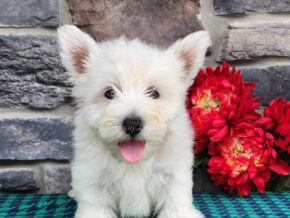 Photo of Teddy