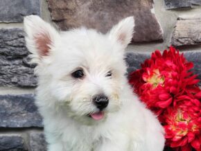 Photo of Teddy