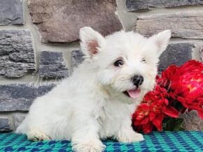Photo of Teddy