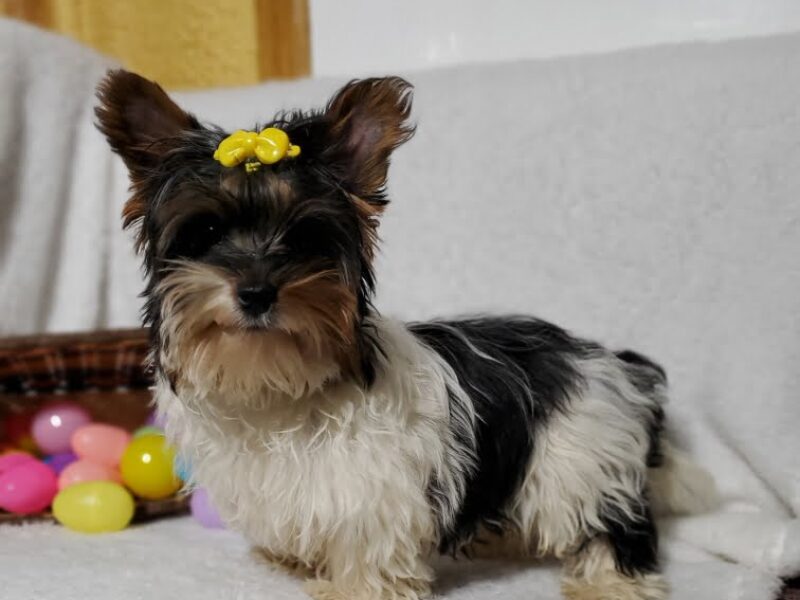 Kipper, a Biewer Terriers puppy at Hickory Lane Puppy in Indiana.