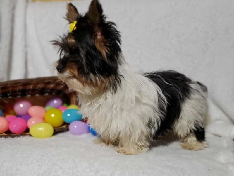 Kipper, a Biewer Terriers puppy at Hickory Lane Puppy in Indiana.