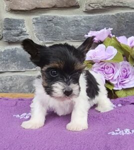 0624-zhorik-star biewer terriers a Litter in IN