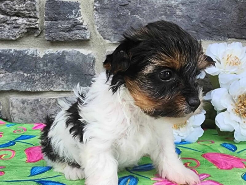 The Zhorik-Star Biewer Terriers litter — Biewer Terriers puppies at Hickory Lane Puppy in Indiana.