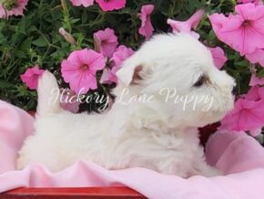 Sadie at Hickory Lane Puppy