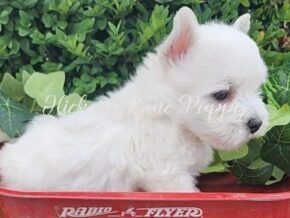 Teddy at Hickory Lane Puppy