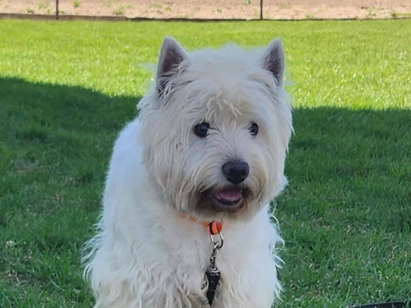 Sophie, our West Highland White Terrier dam at Hickory Lane Puppy in Indiana.