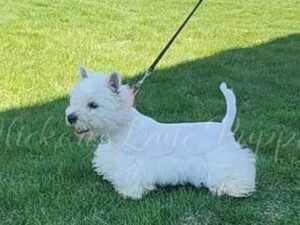 Sire Hickory Lanes Lotrando Sparky