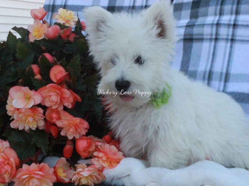 Alfredo, a Highland Terriers puppy at Hickory Lane Puppy in Indiana.