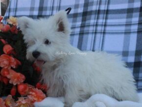 Alfredo at Hickory Lane Puppy