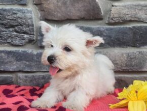 Photo of Sadie