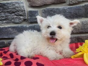 Photo of Sadie