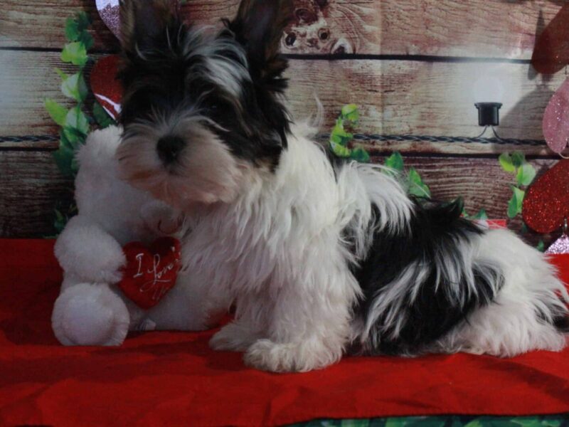 Blizzard, a Biewer Terriers puppy at Hickory Lane Puppy in Indiana.