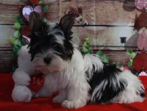 Blizzard at Hickory Lane Puppy