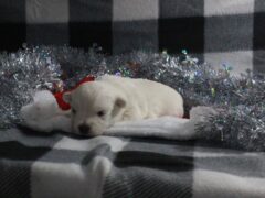 Photo2 for Shep