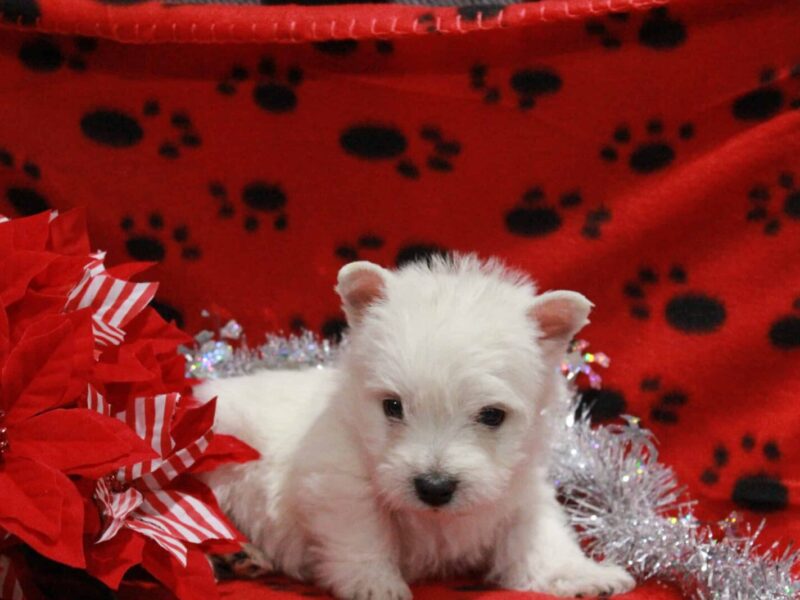 Shep, a Highland Terriers puppy at Hickory Lane Puppy in Indiana.