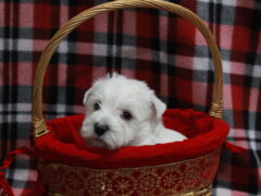 Photo3 for Snowball