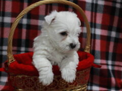 Photo1 for Snowball