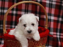 Photo2 for Snowball