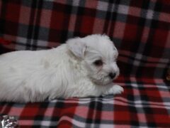 Photo4 for Snowball