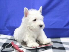 Photo3 for Snowball