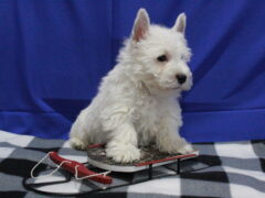 Photo2 for Snowball