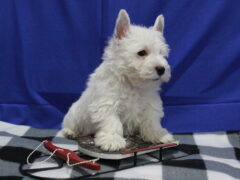 Photo1 for Snowball