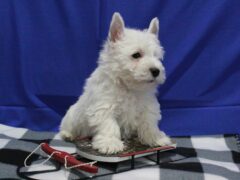 Photo4 for Snowball