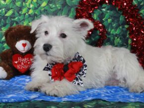 Snowball at Hickory Lane Puppy