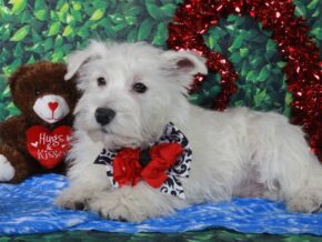 Snowball at Hickory Lane Puppy