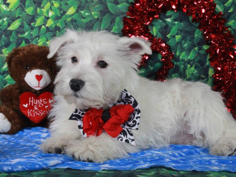 Snowball, a Highland Terriers puppy at Hickory Lane Puppy in Indiana.