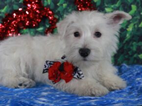 Snowball at Hickory Lane Puppy