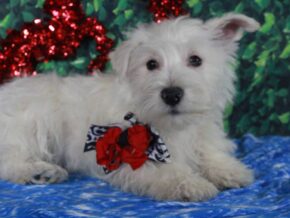 Snowball at Hickory Lane Puppy