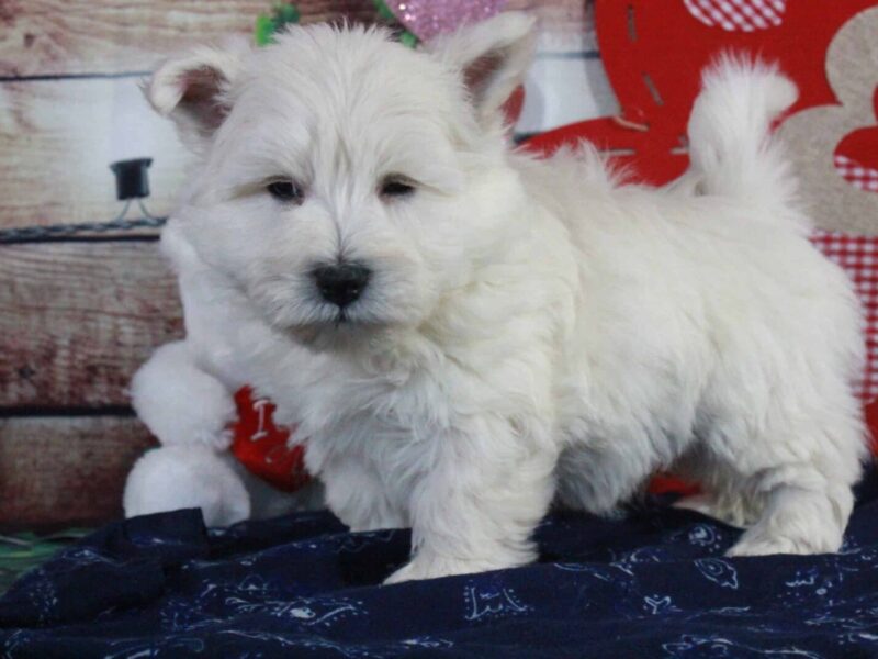 Snuggle, a Highland Terriers puppy at Hickory Lane Puppy in Indiana.