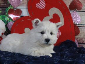 Snuggle at Hickory Lane Puppy