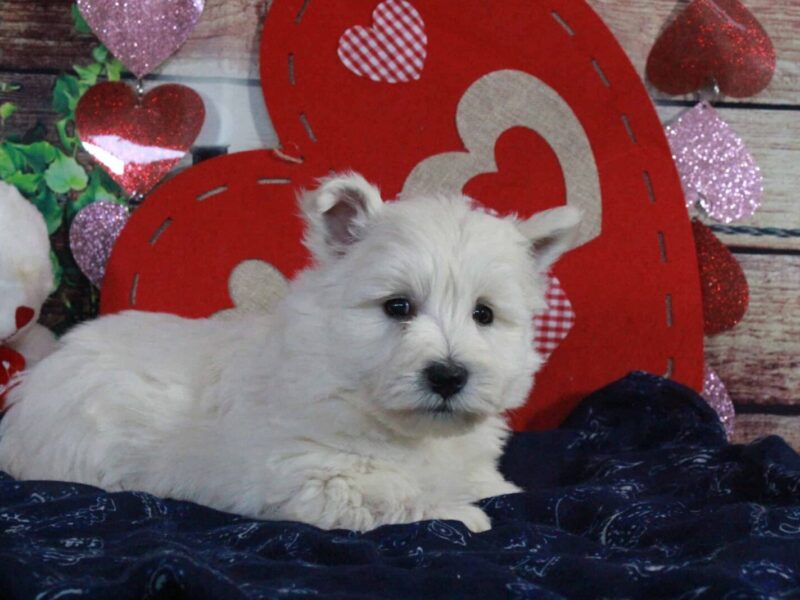 Snuggle, a Highland Terriers puppy at Hickory Lane Puppy in Indiana.