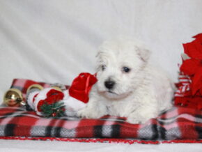 Sora at Hickory Lane Puppy