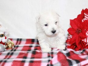 Sora at Hickory Lane Puppy