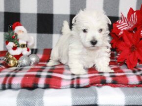 Sora at Hickory Lane Puppy