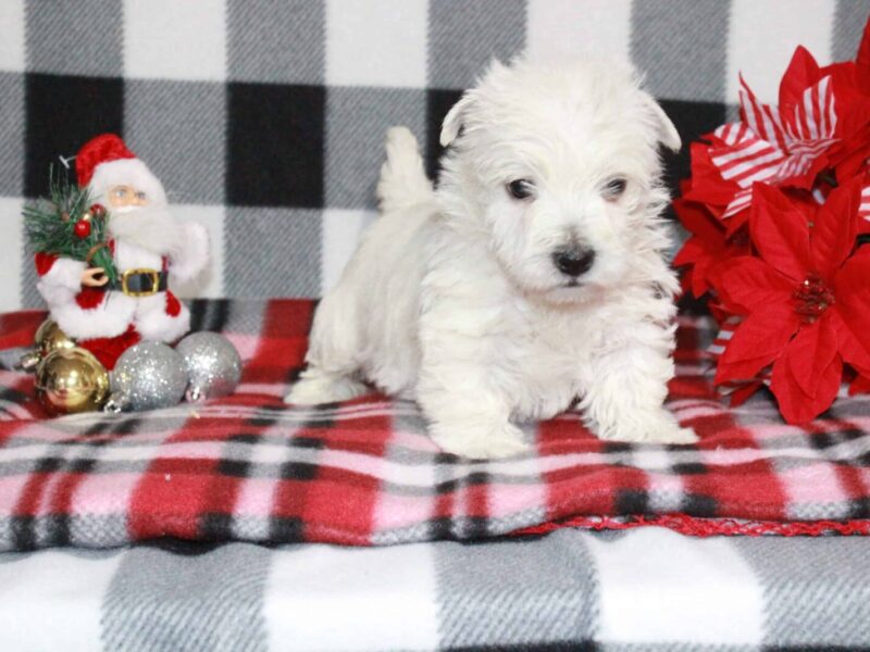 Sora, a Highland Terriers puppy at Hickory Lane Puppy in Indiana.