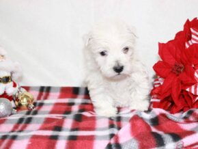 Sora at Hickory Lane Puppy